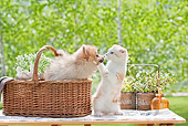 DOK 01 YT0006 01
Pomeranian Puppy In Basket Leaning Toward Scottish Fold Kitten