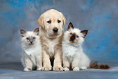 DOK 01 KH0001 01
Yellow Labrador Retriever Puppy And Two Birman Kittens Sitting Studio