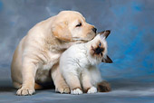 DOK 01 KH0003 01
Yellow Labrador Retriever Puppy Nuzzling Birman Kitten Studio