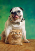DOK 01 RC0005 01
Pug Puppy Sitting With Orange Tabby Kitten