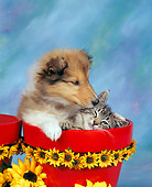 DOK 01 RK0019 01
Collie Puppy And Tabby Kitten In Daisy Flower Pot Mottled Background