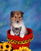 DOK 01 RK0019 05
Collie Puppy And Tabby Kitten In Daisy Flower Pot Mottled Background