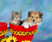 DOK 01 RK0020 03
Collie And Kitten Sitting In Flower Pot With Daisies Around Blue Green Background