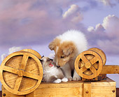 DOK 01 RK0024 01
Collie And Himalayan On Top
Of Wooden Box Purple Clouds