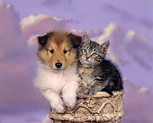 DOK 01 RK0025 01
Collie And Kitten Sitting On Pedestal Purple Sky With Clouds