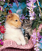 DOK 01 RK0027 05
Collie And Tabby Kitten Sitting In Pink Wicker Chair By Flowers