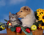 DOK 01 RK0029 02
Collie And Kitten Sitting In Basket With Daises And Fruit Blue Sky Background