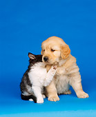 DOK 01 RK0034 11
Golden Retriever Puppy And Black And White Kitten Blue Seamless Studio
