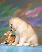 DOK 01 RK0040 11
Alaskan Malamute Sniffing Red Tabby Kitten Studio