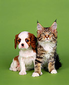 DOK 01 RK0044 01
Cavalier King Charles Spaniel And Maine Coon Kitten