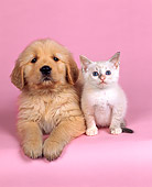 DOK 01 RK0049 24
Golden Retriever And White Kitten Sitting On Pink Seamless