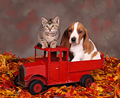 DOK 01 RK0061 01
Basset Hound And Kitten Sitting In Little Red Truck With Fall Leaves