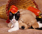 DOK 01 RK0067 03
Golden Retriever Puppy And Black And White Kitten Laying Inside Basket Closely Fall Setting