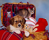 DOK 01 RK0079 01
Mixed Breed Puppy And Kittens Sitting In Picnic Basket Mottled Background
