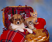 DOK 01 RK0079 09
Mixed Breed Puppy And Kittens Sitting In Picnic Basket Mottled Background