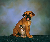 DOK 01 RK0087 01
Mixed Breed and Kitten