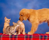 DOK 01 RK0095 02
Golden Retriever Puppy With Three Kittens Studio