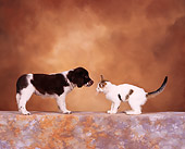 DOK 01 RK0105 01
Profile Of Spaniel Mix Puppy And Kitten Face To Face Brown Mottled Background