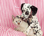 DOK 01 RK0107 01
Dalmatian Puppy And Kitten On Striped Couch And Pillow
