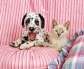 DOK 01 RK0107 05
Dalmatian Puppy And Kitten On Striped Couch And Pillow