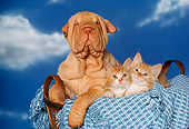 DOK 01 RK0131 05
Shar Pei Puppy And Two Kittens Sitting In Basket With Blue Blanket