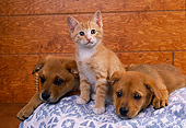 DOK 01 RK0136 03
Mixed Breed Puppies And Kitten Sitting In Blue Rug In Basket