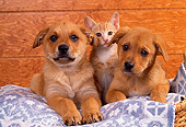 DOK 01 RK0136 07
Mixed Breed Puppies And Kitten Sitting In Blue Rug In Basket
