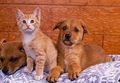 DOK 01 RK0136 08
Mixed Breed Puppies And Kitten Sitting In Blue Rug In Basket