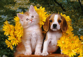 DOK 01 RK0155 10
Beagle Puppy And Orange Kitten Sitting Together By Yellow Flowers