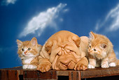 DOK 01 RK0167 07
Shar-pei Puppy Sleeping Between Two Kittens On Wooden Crate Studio
