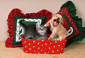 DOK 01 RK0170 02
Puppy And Kitten Sitting In Basket By Pillows