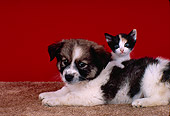 DOK 01 RK0172 04
Puppy and Kitten Laying Together On Brown Carpet Red Background