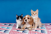 DOK 01 RK0185 08
Two Kittens Sitting With Cocker Spaniel Puppy On Quilt Studio
