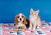 DOK 01 RK0187 18
Cocker Spaniel Puppy And Red Tabby Kitten Sitting On Quilt