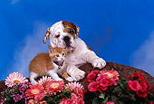 DOK 01 RK0211 25
Bulldog Puppy And Kitten Sitting By Flowers