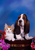 DOK 01 RK0217 09
Basset Hound Puppy And Orange And White Kitten In Pot With Flowers
