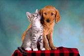DOK 01 RK0237 01
Golden Retriever Puppy And Gray Tabby Kitten On Checkered Cloth