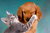 DOK 01 RK0239 01
Golden Retriever Puppy And Gray Tabby Kitten