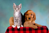 DOK 01 RK0240 01
Golden Retriever Puppy And Gray Tabby Kitten On Checkered Cloth