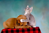 DOK 01 RK0241 01
Golden Retriever Puppy And Gray Tabby Kitten On Checkered Cloth