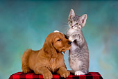 DOK 01 RK0242 01
Golden Retriever Puppy And Gray Tabby Kitten On Checkered Cloth