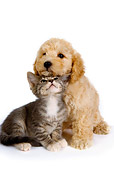 DOK 01 RK0256 01
Poodle Puppy And Gray Tabby Kitten Sitting On White Seamless
