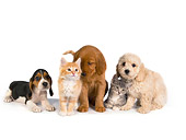 DOK 01 RK0267 01
Beagle Golden Retriever And Poodle Puppy With Two Kittens On White Seamless