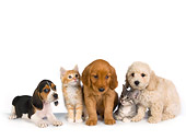 DOK 01 RK0268 01
Beagle Golden Retriever And Poodle Puppy With Two Kittens On White Seamless