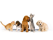 DOK 01 RK0272 01
Beagle Golden Retriever And Poodle Puppy With Two Kittens On White Seamless