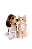 DOK 01 RK0289 01
Beagle Puppy And Orange Kitten On White Seamless