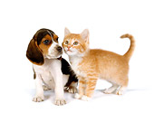 DOK 01 RK0290 01
Beagle Puppy And Orange Kitten On White Seamless