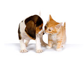 DOK 01 RK0292 01
Beagle Puppy And Orange Kitten On White Seamless