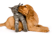 DOK 01 RK0301 01
Golden Retriever Puppy Licking Gray Kitten On White Seamless