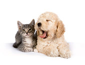 DOK 01 RK0310 01
Poodle Puppy And Gray Tabby Kitten On White Seamless